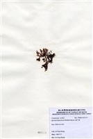 藏品(藍子藻)的圖片